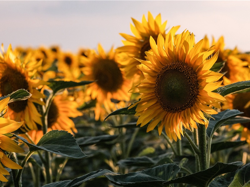 太极宗师之争-中国文化之谜