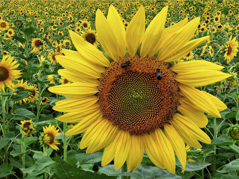 “复活节岛”被发现-复活节岛的神秘