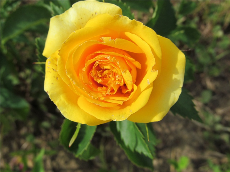 岛上的硕大雕像-复活节岛的神秘