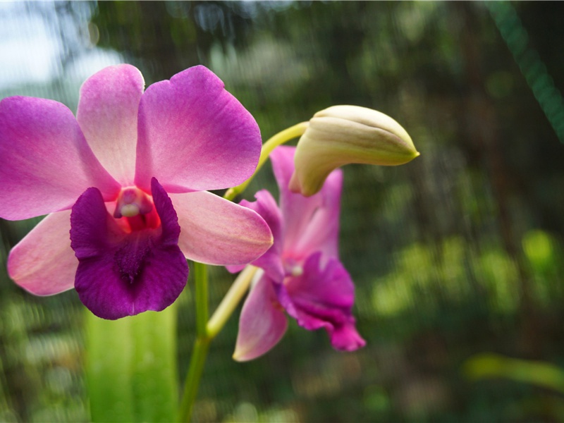 复活节岛上的难解之谜-复活节岛的神秘