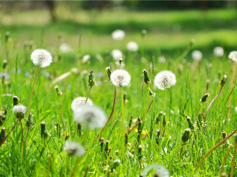 “复活节岛”的原名-会飞的祖先