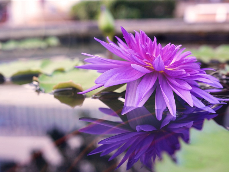 复活节岛的形成之谜-没有沉入海底的幸运者