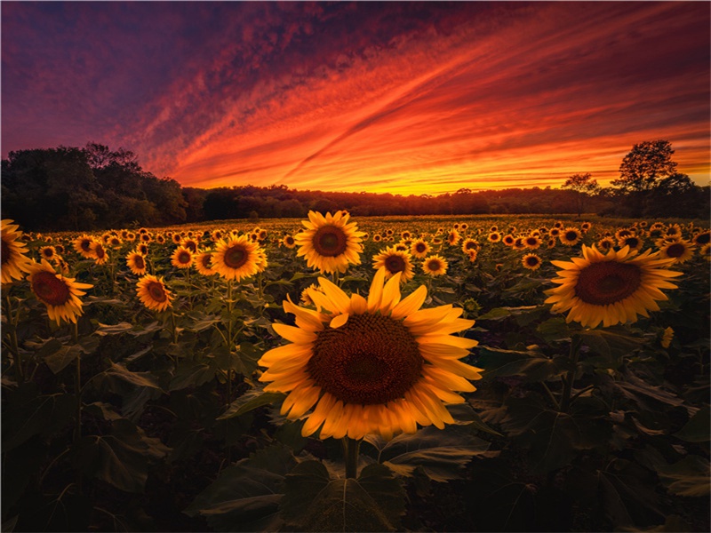 动物的生存状态之谜- 恐龙的奥秘