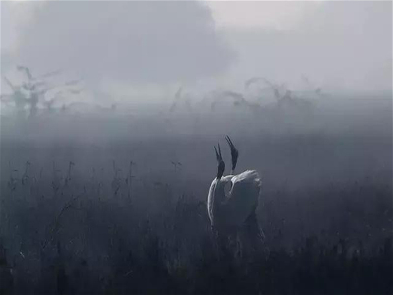 索多巴为何是野兽的追求者-历史名人事迹追踪