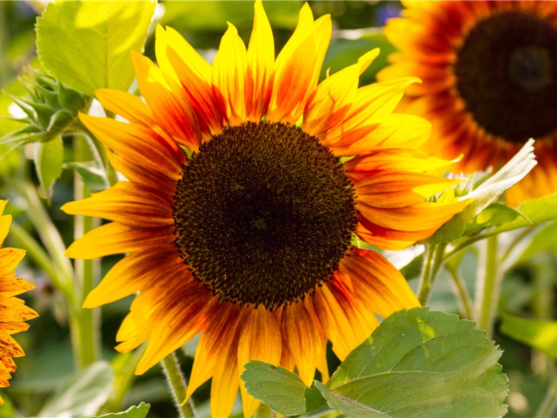 “第一恐龙”——新疆北鲵- 恐龙的奥秘