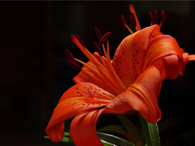 鸟类的祖先会飞吗- 动物之谜