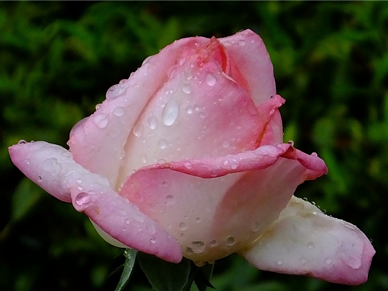 非洲的怪鸟- 动物之谜