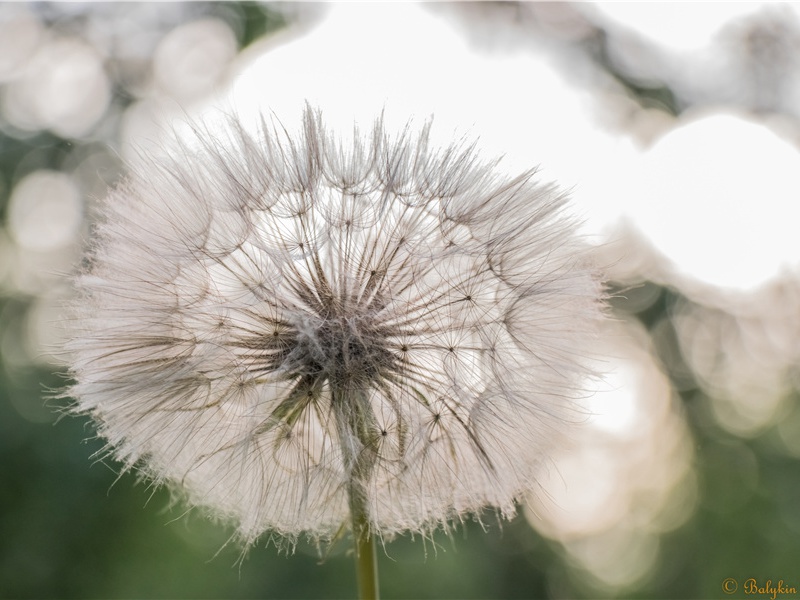 孔雀开屏之谜- 动物之谜