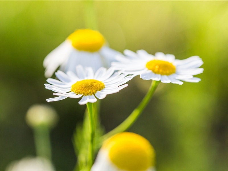 不死的青蛙，生活了200万年的青蛙-食肉动物生存之谜- 动物之谜