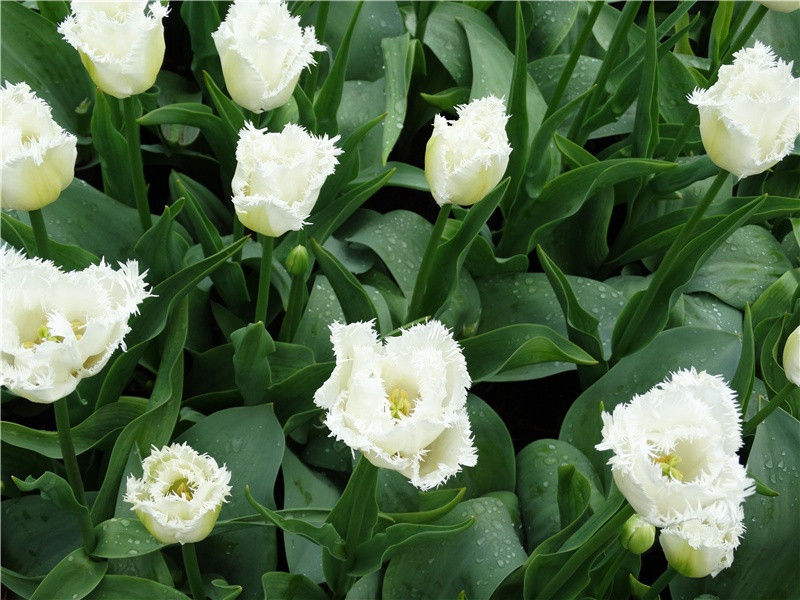 骆驼的不尽之谜-食肉动物生存之谜- 动物之谜