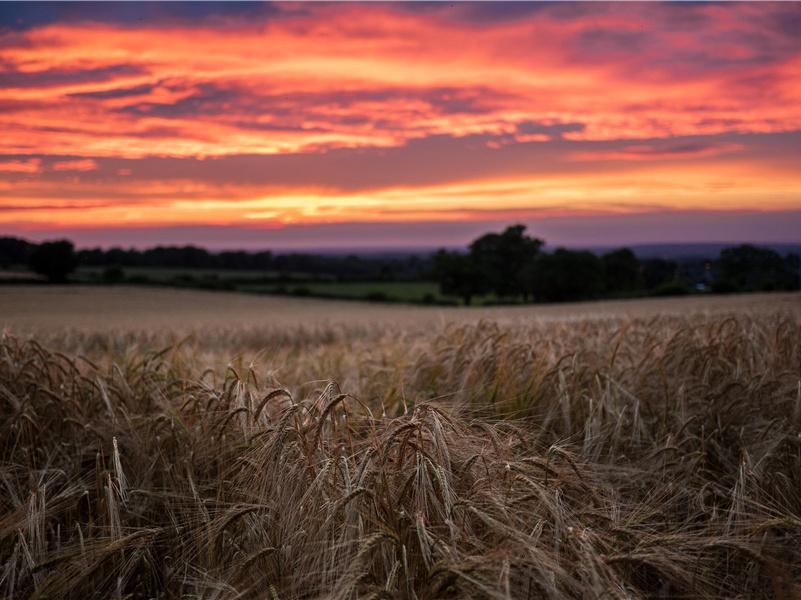 大象死后到底去了哪里-食肉动物生存之谜- 动物之谜