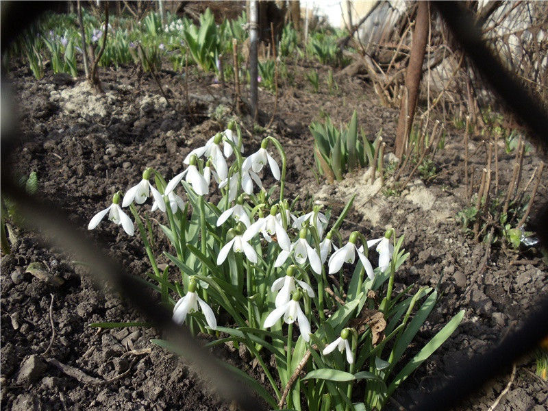 “动物语言”之谜-动物世界情感之谜