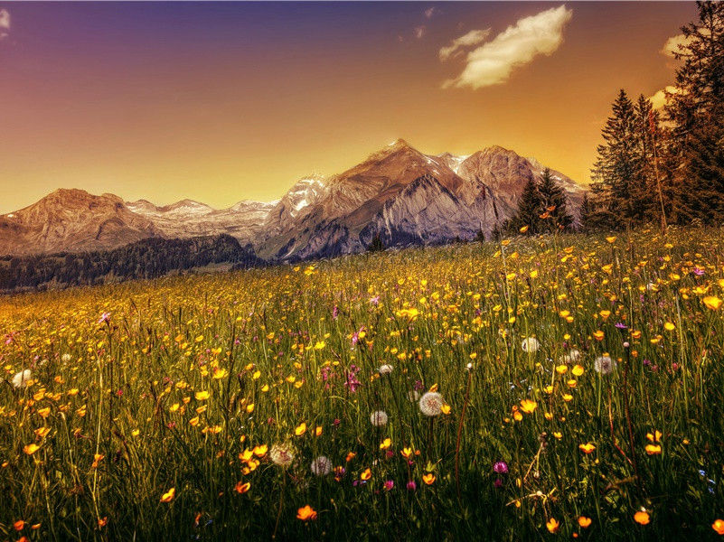 动物的“禁圈”之谜-动物世界情感之谜