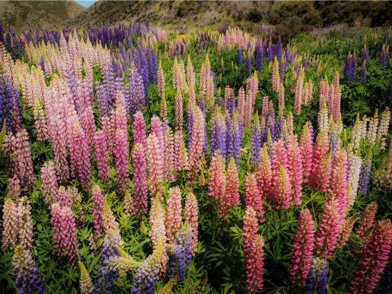 动物认亲之谜-动物世界情感之谜