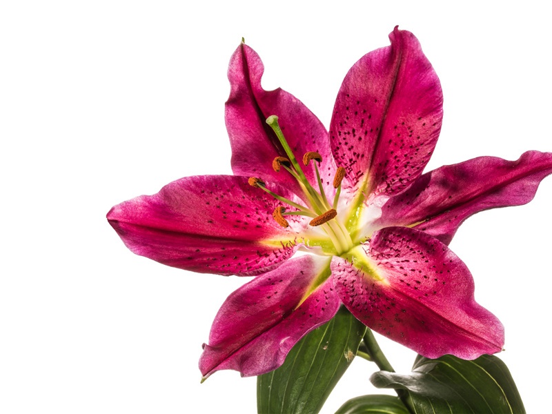 长尾叶猴的群居生活动物语言之谜-动物世界情感之谜