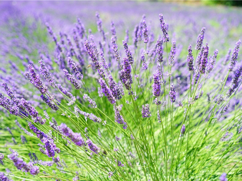 动物的治病之谜-动物世界情感之谜