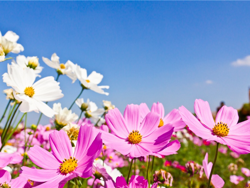 生物异能-动物世界情感之谜