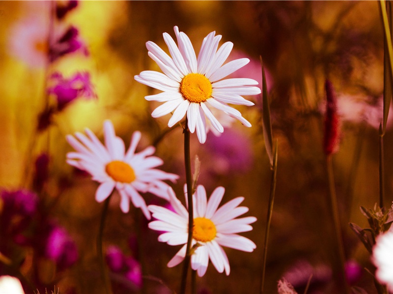 神奇的动物互补-动物世界情感之谜