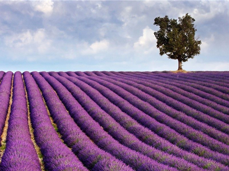 昆虫“破案”的秘密-动物世界情感之谜