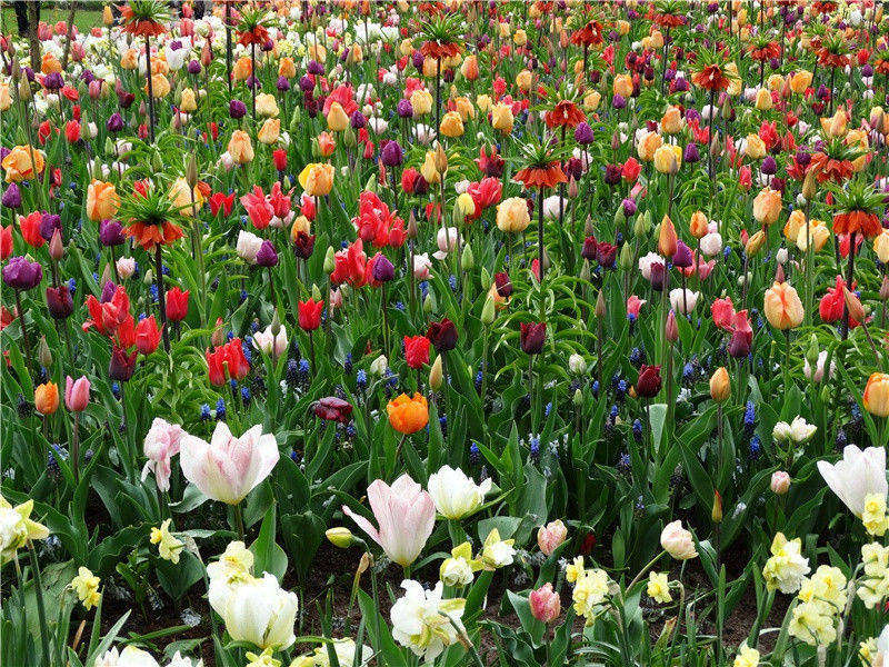 关于“意想不到”的动物的科学- 隐秘动物学之谜