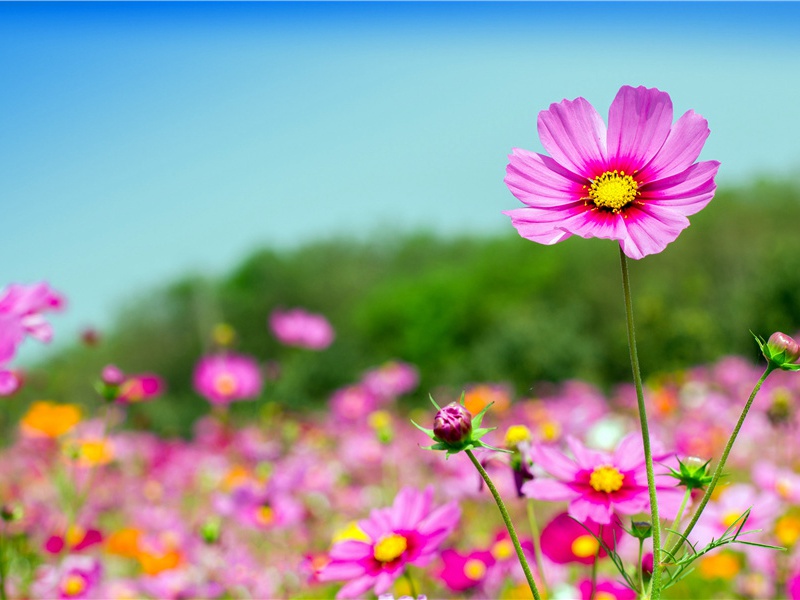 隐秘动物学的早期历史- 隐秘动物学之谜