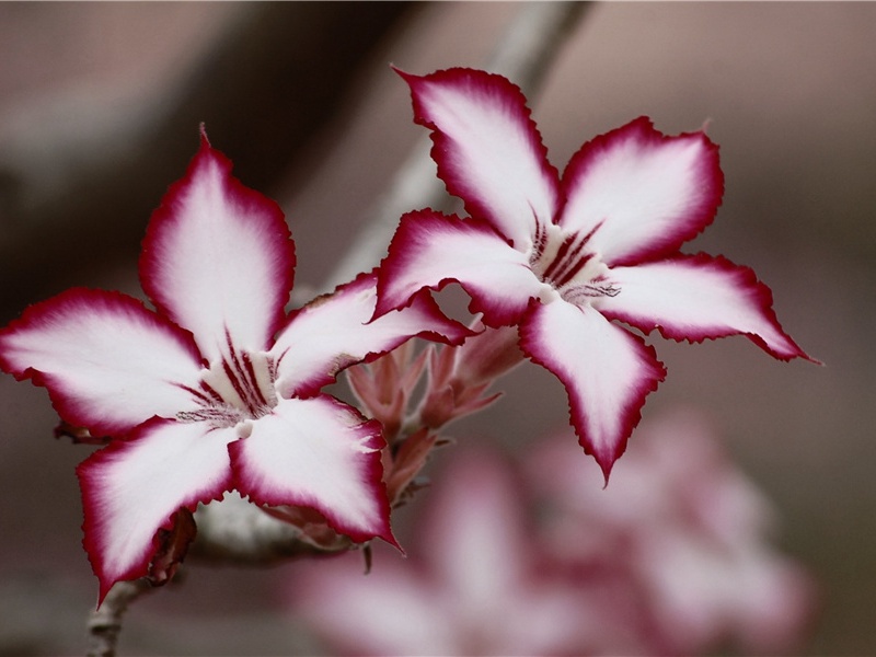 捆不住的怪兽之谜- 隐秘动物学之谜