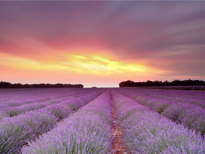 动物的礼仪- 隐秘动物学之谜