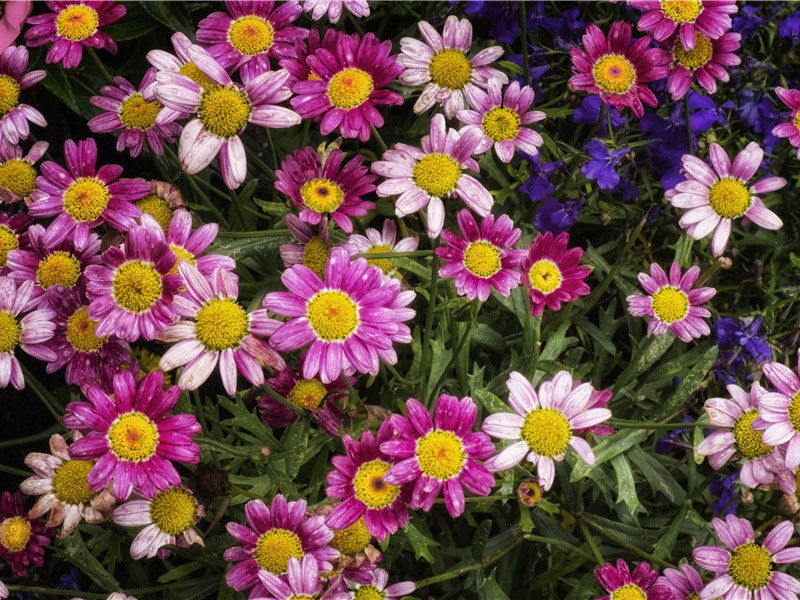 关于海豚的“格雷怪论”- 隐秘动物学之谜