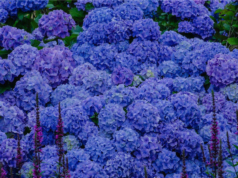 海豚睡眠觉之谜- 隐秘动物学之谜