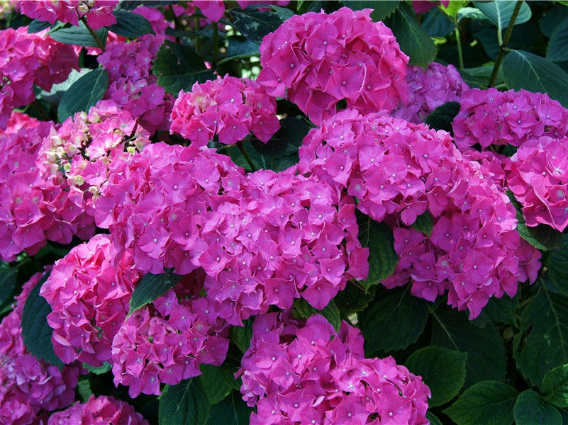 能在沙地“游泳”的袋鼹- 隐秘动物学之谜