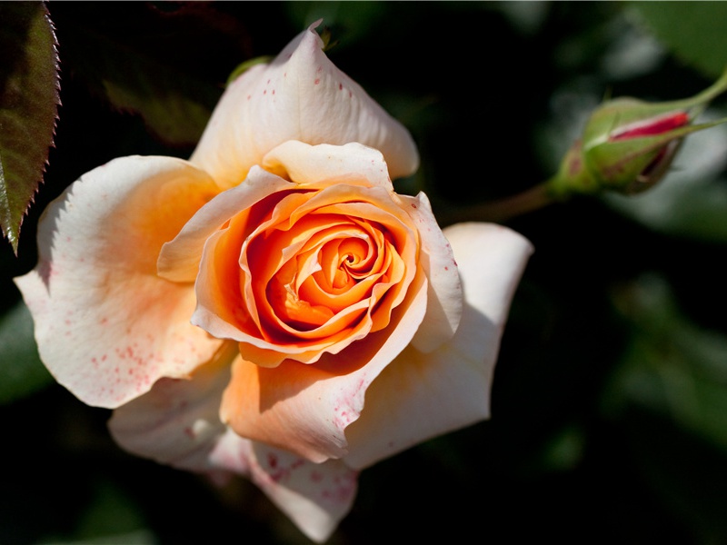 细菌的用武之地- 动物世界的权利和义务