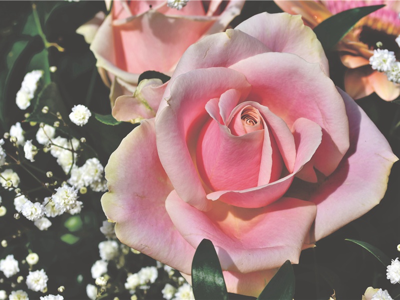 具有恒温特性- 动物世界的权利和义务