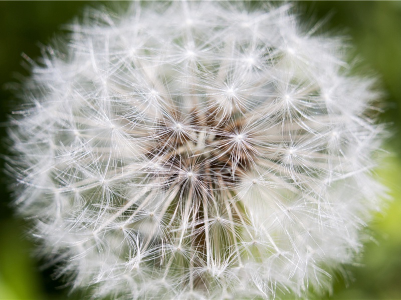 蜜蜂也采集盐- 动物世界的权利和义务