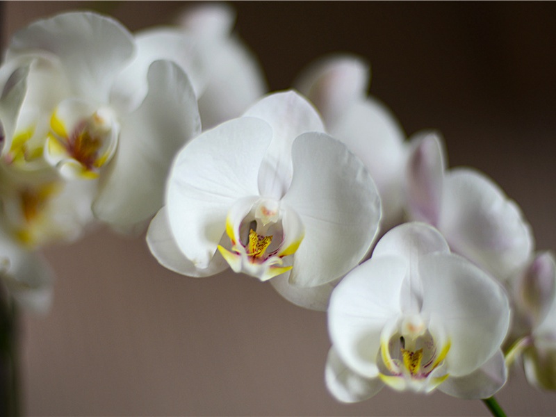 蜂王的职责- 动物世界的权利和义务