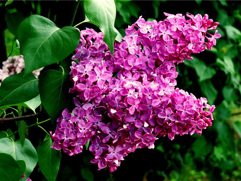 蜘蛛备有捕虫的套索- 动物世界的权利和义务