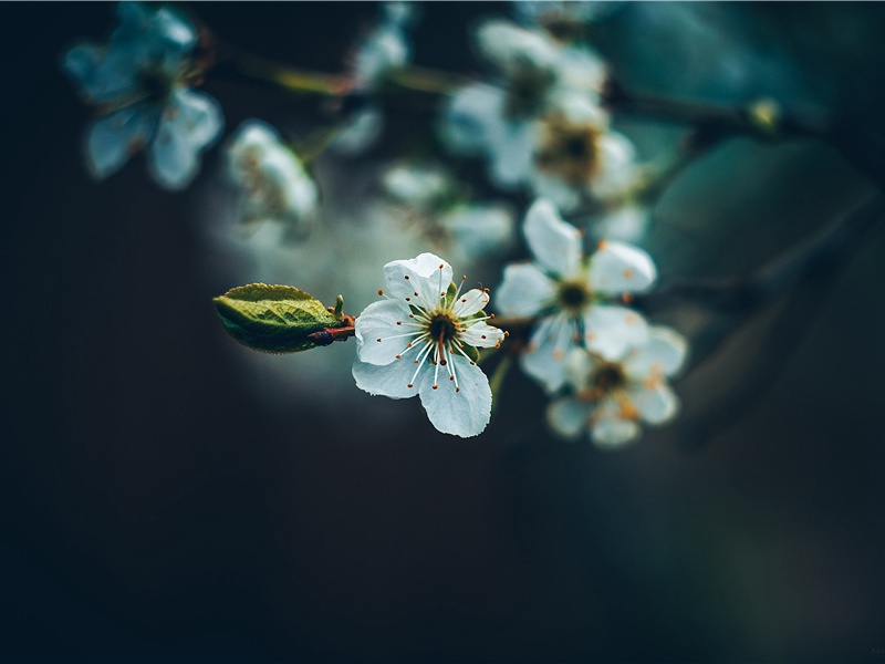 蚊虫挑食- 动物世界的权利和义务