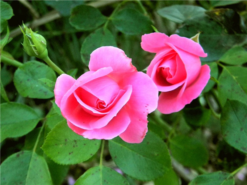 含羞草为何“含羞”- 神秘的植物