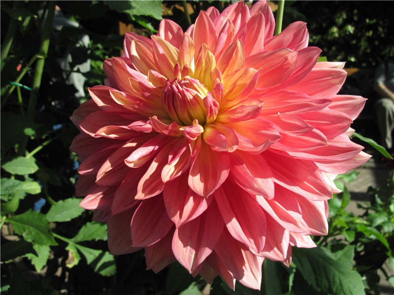 为什么有的公安人员要研究硅藻- 神秘的植物