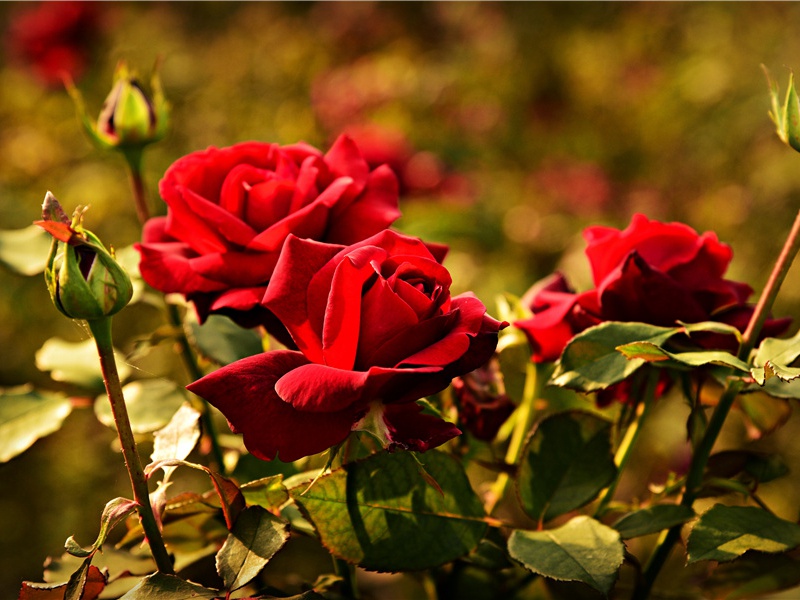 花中之王- 神秘的植物