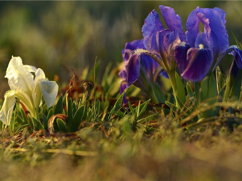 亿万年前的植物- 神秘的植物