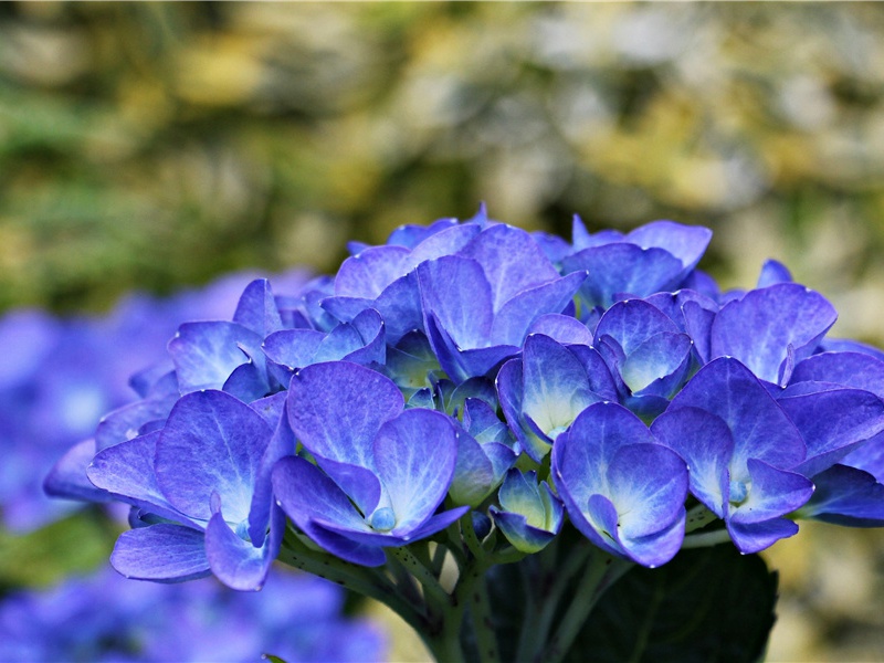 揭开千古之谜- 神秘的植物
