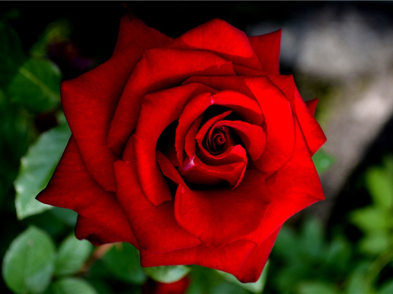 不怕扯皮的树- 神秘的植物