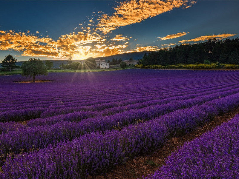 鸽子树之谜- 神秘的植物