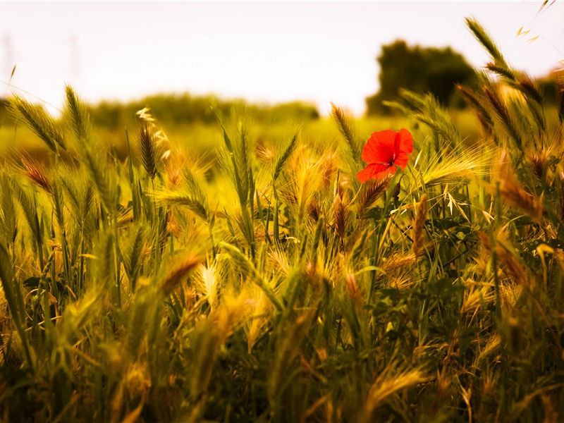 植物体中的动物现象之谜- 神秘的植物