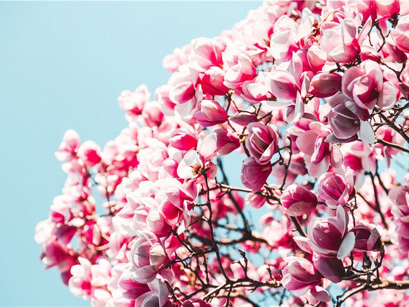 植物运动趣闻- 神秘的植物