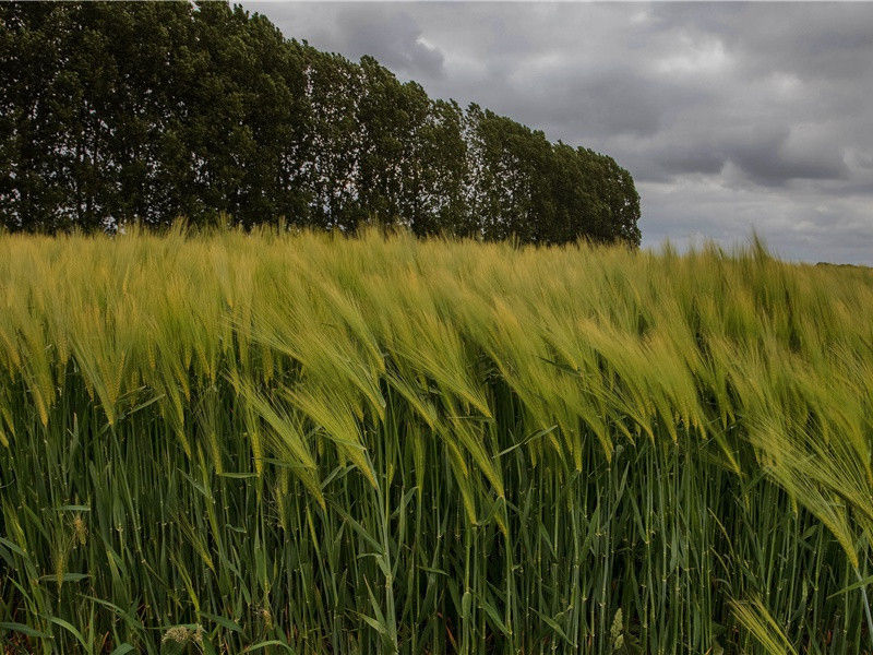 植物有哪些独特的御寒措施-奇草异花- 形形色色的植物世界
