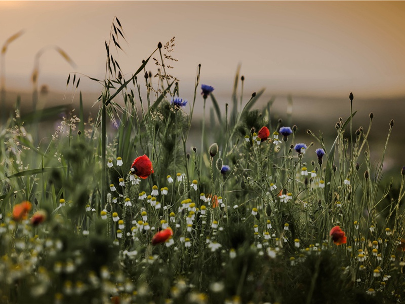 哪些植物反过来吃动物？-奇草异花- 形形色色的植物世界