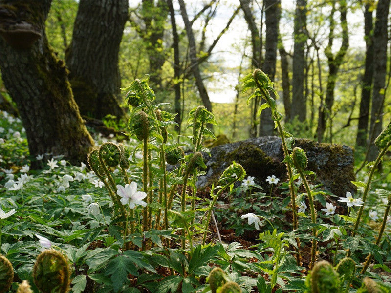 植物也有头脑-奇草异花- 形形色色的植物世界