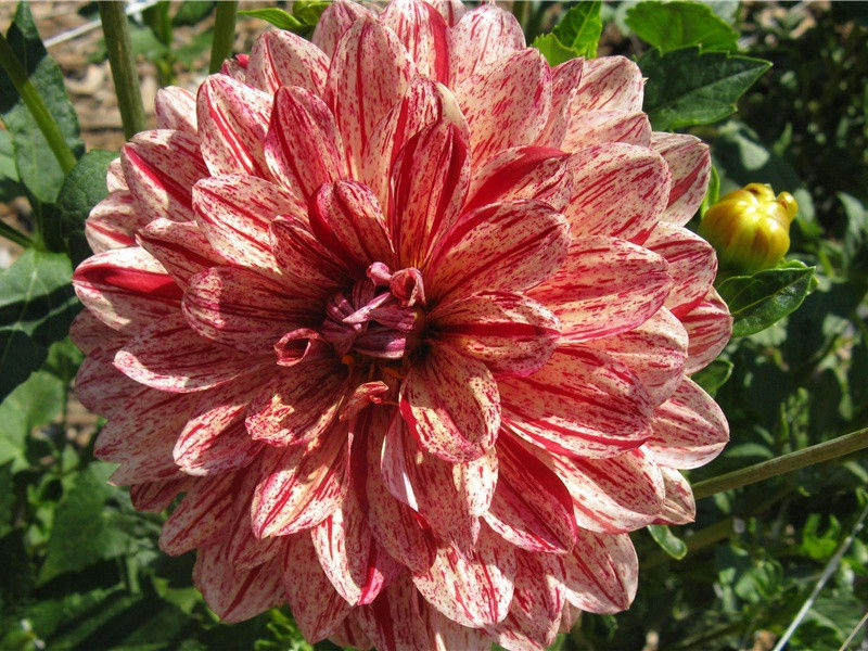 植物的生命之源-奇草异花- 形形色色的植物世界