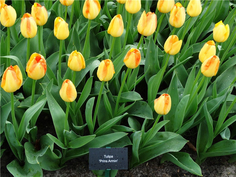 为什么称蕨菜为“山珍之王”- 形形色色的植物世界